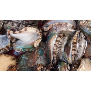 它比魚還鮮比肉要貴，一斤要價二十塊，大多人不認識，多吃身體好